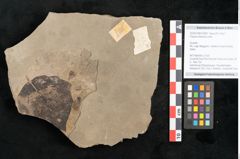 Foto (Objekt + Etikett) von Populus tremula Linne (NHMW-GEO-2024-0188-15009)